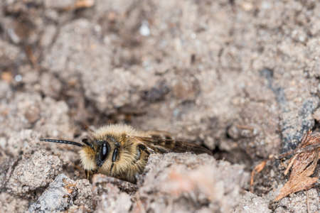 Earth bees females and males on the ground during reproduction and love play, Germanyの写真素材