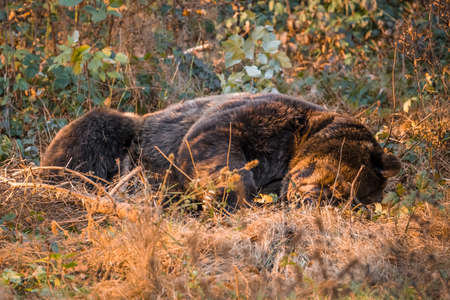Brown bear in a national park in Bavarian forest on a golden sunny autumn day, Germanyの写真素材