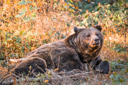 Brown bear in a national park in Bavarian forest on a golden sunny autumn day, Germany