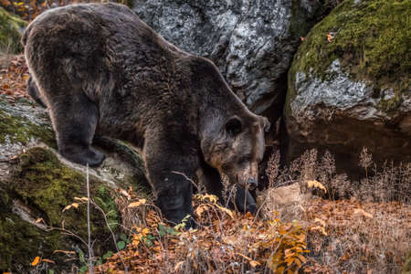 Brown bear in a national park in Bavarian forest on a golden sunny autumn day, Germanyの写真素材