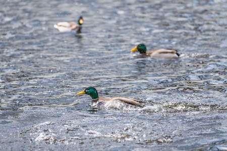 Competition and territorial fight of ducks drake in a lake with attacker and escape of an inferior, Germanyの写真素材