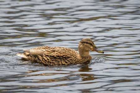 Close up of duck swimming in water of lake with shimmering colorful shiny plumage, Germanyの写真素材