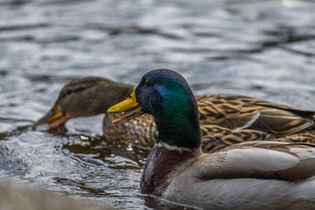Close up of a duck and drake swimming in the water of a lake with shimmering colorful shiny plumage, Germanyの写真素材