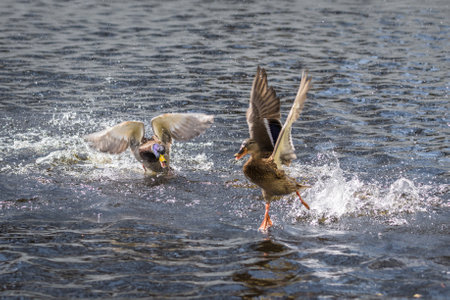 Competition and territorial fight of ducks drake in a lake with attacker and escape of an inferior, Germanyの写真素材