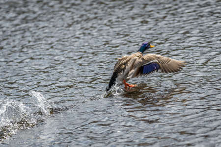 Competition and territorial fight of ducks drake in a lake with attacker and escape of an inferior, Germanyの写真素材