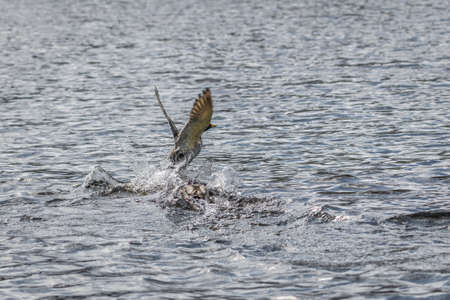 Competition and territorial fight of ducks drake in a lake with attacker and escape of an inferior, Germanyの写真素材