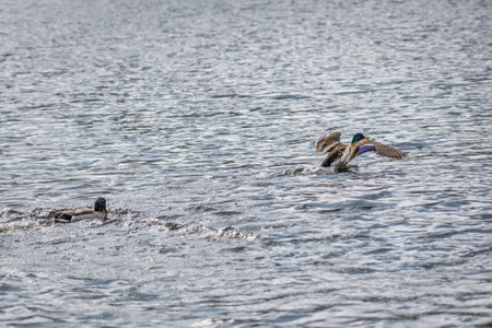 Competition and territorial fight of ducks drake in a lake with attacker and escape of an inferior, Germanyの写真素材
