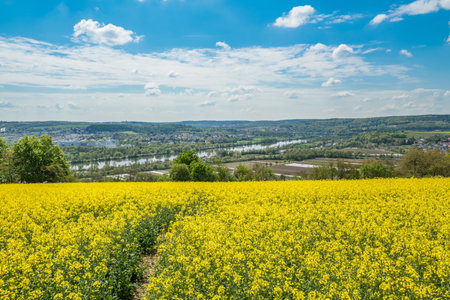 Yellow blooming rape field landscape in the Upper Palatinate near Regensburg on the Winzer heights with blue sky and clouds in summer, Germanyの写真素材
