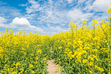 Yellow blooming rape field landscape in the Upper Palatinate near Regensburg on the Winzer heights...