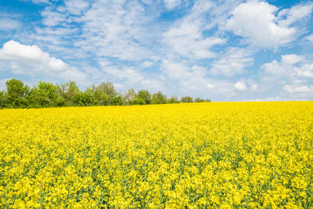 Yellow blooming rape field landscape in the Upper Palatinate near Regensburg on the Winzer heights with blue sky and clouds in summer, Germanyの写真素材