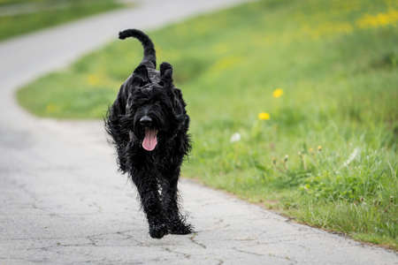 Giant schnauzer dog with black shaggy fur and tongue outside running in summer on a road along a...