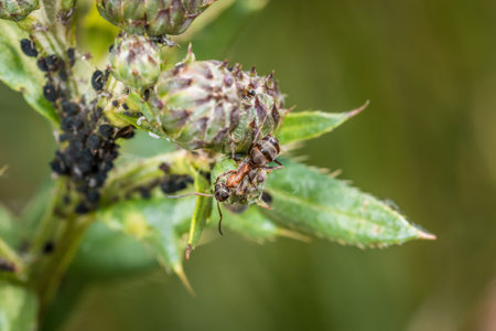 Ants guard herding and milking aphids on a plant in nature, Germanyの写真素材