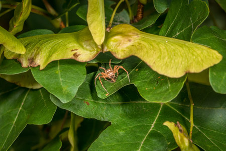 Spider lurking for prey between leaves of a tree eats a caught fly, Germanyの写真素材