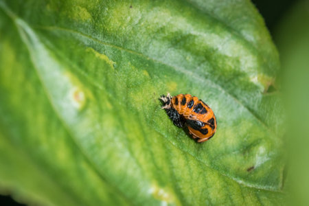 Pupa of an Asian ladybug on a green leaf of a tree in nature, Germany