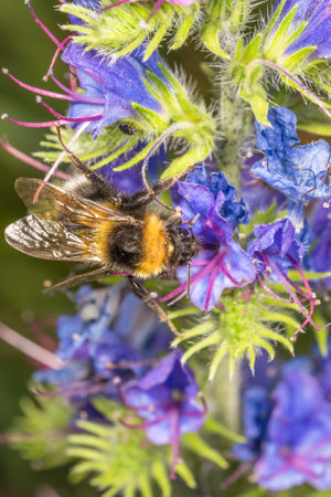 Flower with blue blossom in spring on a garden meadow with bumblebee collecting honey, Germany