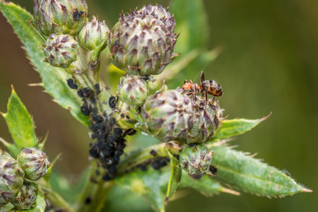 Ants guard herding and milking aphids on a plant in nature, Germanyの写真素材