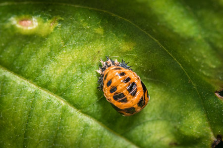Pupa of an Asian ladybug on a green leaf of a tree in nature, Germany