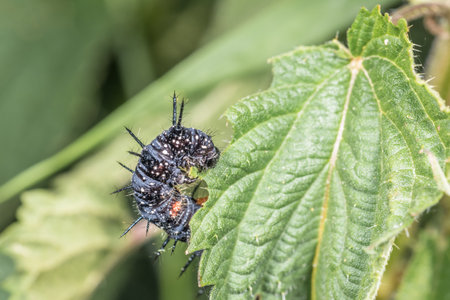 Black caterpillar of a peacock butterfly on a green leaf of stinging nettle in a garden in the wild,...