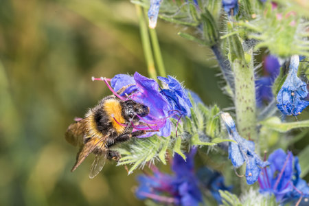 Flower with blue blossom in spring on a garden meadow with bumblebee collecting honey, Germanyの写真素材