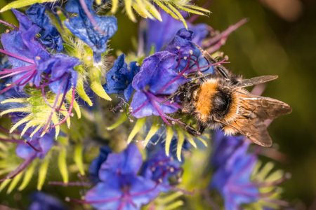 Flower with blue blossom in spring on a garden meadow with bumblebee collecting honey, Germanyの写真素材