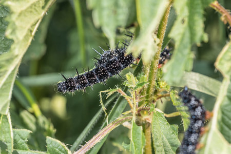 Black caterpillar of a peacock butterfly on a green leaf of stinging nettle in a garden in the wild, Germany.の写真素材