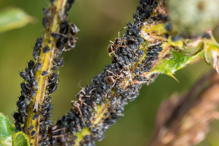 Ants guard herding and milking aphids on a plant in nature, Germanyの写真素材