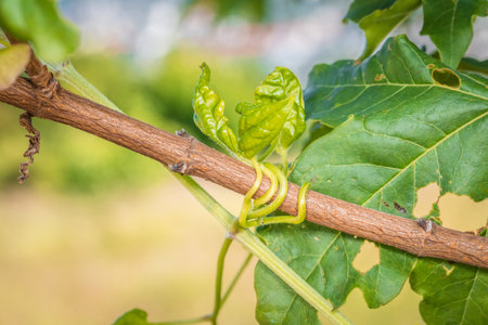 climbing plant entwines a branch of a tree in nature garden in spring summer, Germanyの写真素材