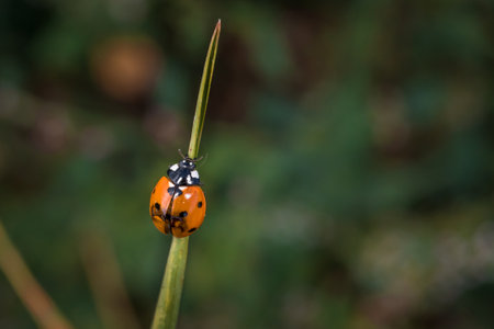 Ladybug sitting on a blade of grass on a flower meadow in summer, Germanyの写真素材