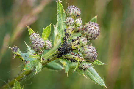 Ants guard herding and milking aphids on a plant in nature, Germanyの写真素材