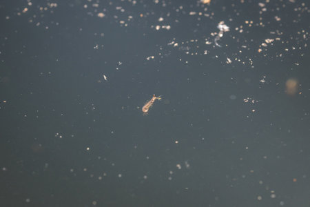 Macro detail close up of a mosquito larva in the water of a pond floating on the water surface in sunlight, Germanyの写真素材
