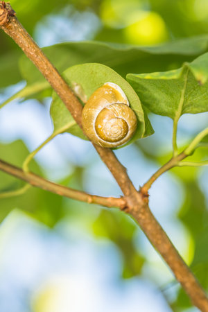 Small snails with snail shell hanging on a branch of a tree, Germanyの写真素材