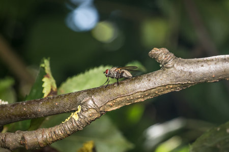 Macro detail close up of a fly sitting on a branch of a tree, Germanyの写真素材