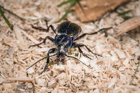 Blue gold green violet shiny large ground beetle with long legs and antennae shimmers in the summer sun runs over sawdust, Germanyの写真素材