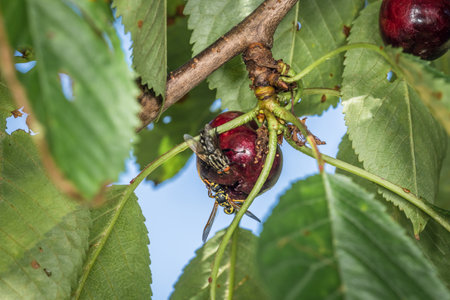 Macro detail close-up of a fly and a wasp on a ripe cherry hanging on a cherry tree between the...