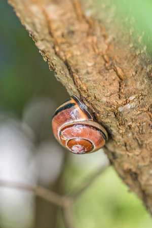Small snails with snail shell hanging on a branch of a tree, Germanyの写真素材
