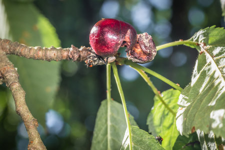 Macro detail close-up of a fly and a wasp on a ripe cherry hanging on a cherry tree between the leaves in the sunlight, Germanyの写真素材