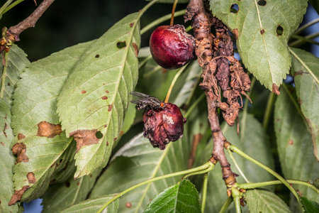 Macro detail close-up of a fly and a wasp on a ripe cherry hanging on a cherry tree between the leaves in the sunlight, Germanyの写真素材