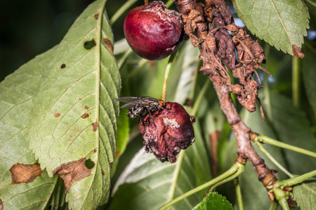 Macro detail close-up of a fly and a wasp on a ripe cherry hanging on a cherry tree between the leaves in the sunlight, Germanyの写真素材