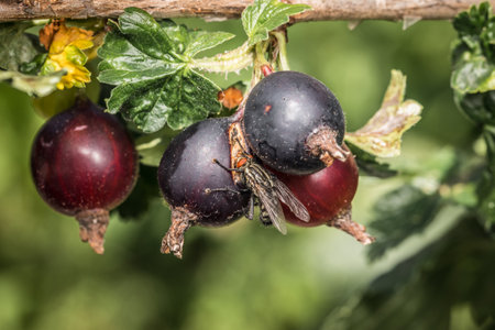 Macro detail close up of a fly sitting on ripe black red berries of yoke berry a cross of currant with gooseberry, Germanyの写真素材