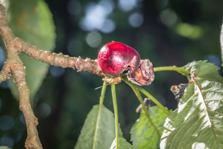Macro detail close up of a hoverfly sitting on a ripe cherry hanging on cherry tree between leaves in sunlight, Germanyの写真素材
