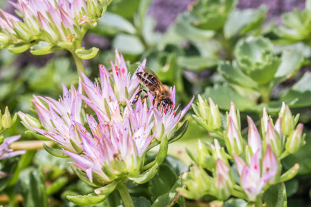 Macro detail close up of bee on purple white flower of wildflower in garden, Germanyの写真素材