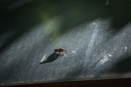 Macro detail close up of a fly sitting on shiny metal in sunlight, Germanyの写真素材