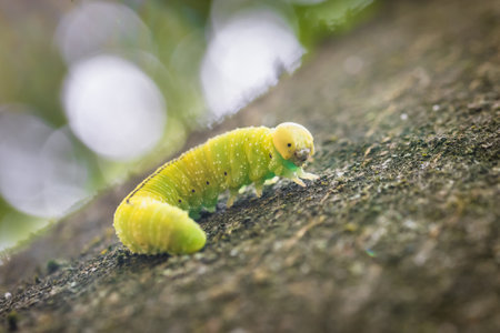 Green caterpillar larva of a large birch leaf wasp sawfly Cimbex femoratus on a beech tree in the forest in the wild, Germany.の写真素材