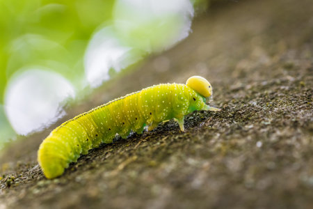 Green caterpillar larva of a large birch leaf wasp sawfly Cimbex femoratus on a beech tree in the forest in the wild, Germany.の写真素材