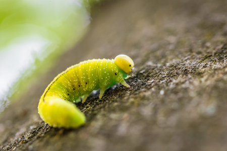 Green caterpillar larva of a large birch leaf wasp sawfly Cimbex femoratus on a beech tree in the forest in the wild, Germany.の写真素材
