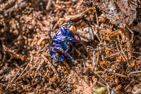 Blue purple shiny large ground beetle with long legs and antennae shimmers in summer sun runs over pine needles forest floor, Germanyの写真素材