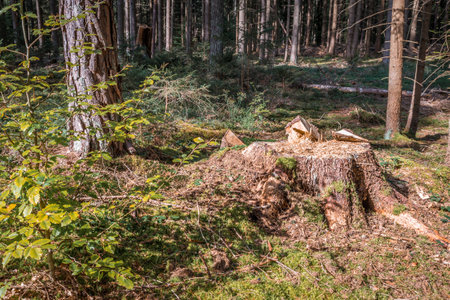 Close up of sawed off trunk of pine tree in forest with sawdust On forest floor in warm sunlight, Germanyの写真素材