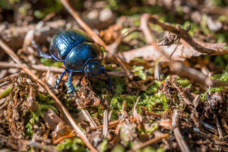 Blue purple shiny large ground beetle with long legs and antennae shimmers in summer sun runs over pine needles forest floor, Germanyの写真素材