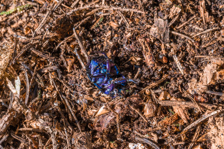 Blue purple shiny large ground beetle with long legs and antennae shimmers in summer sun runs over pine needles forest floor, Germanyの写真素材