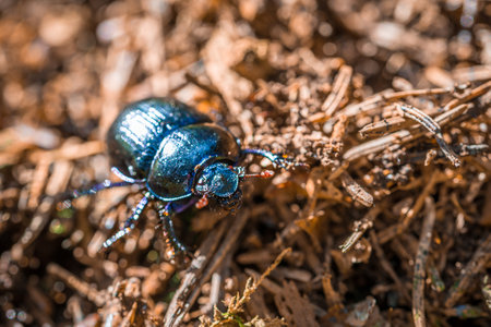 Blue purple shiny large ground beetle with long legs and antennae shimmers in summer sun runs over pine needles forest floor, Germanyの写真素材
